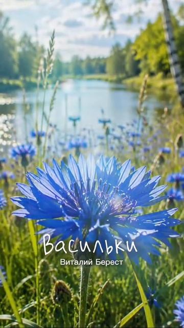 васильки