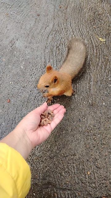 Нажми на кнопку, получишь результат #squirrel