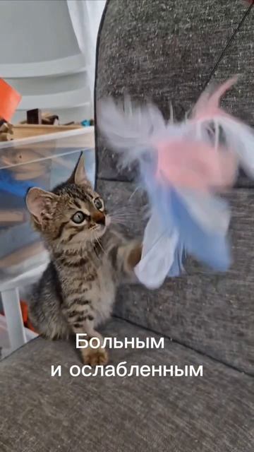 ЧИХУАХУАПРИНЦРЕДИКОТЯТАМарсДома