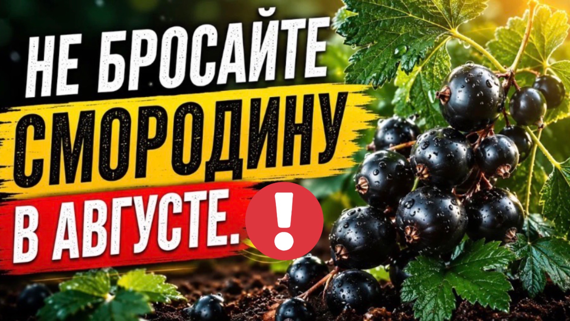 Что делать со смородиной сразу после сбора ягод: 15 шагов в Августе