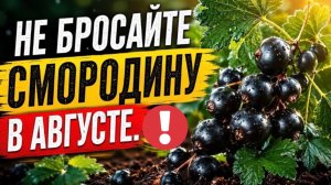 Что делать со смородиной сразу после сбора ягод: 15 шагов в Августе