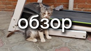 обзор на кота серёгу