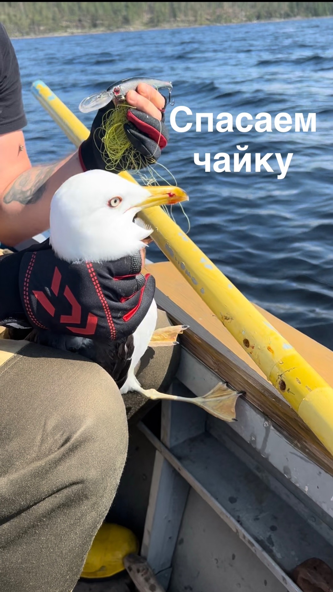 Спасли чайку на озере Нюк! Бедняга приняла воблер за рыбу 💔