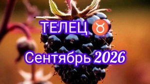 ТЕЛЕЦ ♉ сентябрь 2026 года.Гороскоп и расклад таро