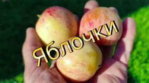 НЕ ПРОПУСТИТЕ! ПРЕМЬЕРА ПЕСНИ — «ЯБЛОЧКИ»  🍎  Весёлые частушки про урожай, варенье и ...