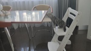 кошка засняла видео !!!😱