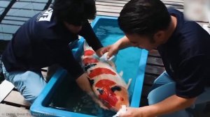 Эта Странная Жуткая Находка Всех Шокировала! Находки С Морей и Океанов Снятые На Камеру