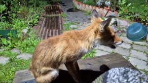(1347) Лиса приходит в гости. Июль 2026