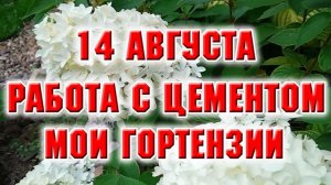 14 августа. Работаю с цементом. Любуюсь гортензиями