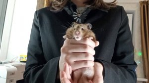 Секретный агент Хамстер выходит на секретное задание😎