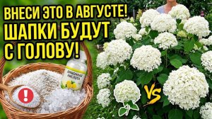 ВНЕСИТЕ ЭТО ПОД ГОРТЕНЗИЮ В АВГУСТЕ - И ШАПКИ БУДУТ С ГОЛОВУ!