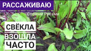 Вкусная Свёкла 🫜 на Вашем приусадебном участке (всходы свёклы получились частыми -что делать?)