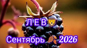 ЛЕВ 🦁 сентябрь 2026года. Гороскоп и расклад таро