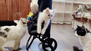 Три забавных котенка, счастливая кошачья семья.