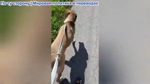 Станислав Крапивник – В глазах истины. Европейский флот выдвигается! Паника и истерика в Британии