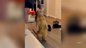 Hunted by Cats, Funny Cats, Orange Cats, Cats & Kids & Zero Brain Cells | Funniest Cats