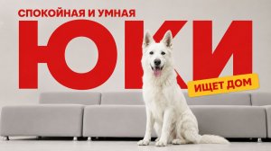 Юки — спокойная и умная. Ищет дом