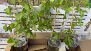 Новые жители моего сада 🌿Клематисы, красивые сорта🌿из питомника Магия Цветов 🌿