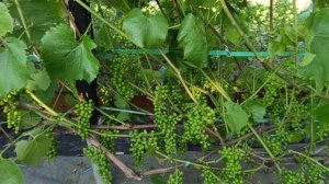 Виноград сорт Изабелла. После летней обрезки 3 июля. Смотрите сколько винограда 🍇 с четырёх кустов.