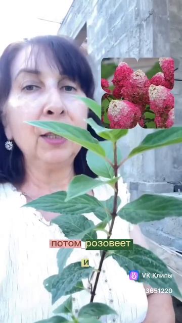 Гортензия Стравберри Блоссом