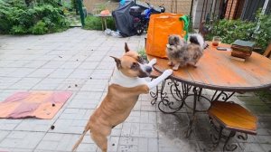 РЕАКЦИЯ ЗЕНЫ...