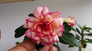 Адениум Royal Sunshine ..