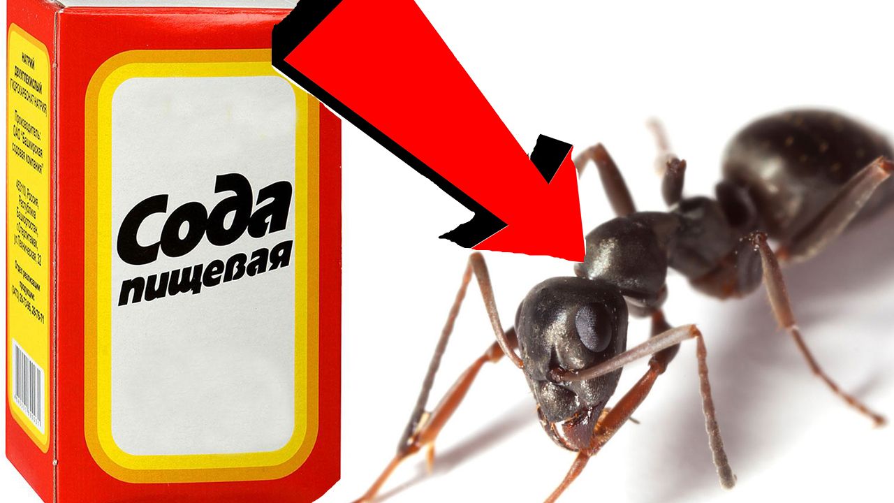 Как избавиться от муравьёв За 3 Секунды!.......
