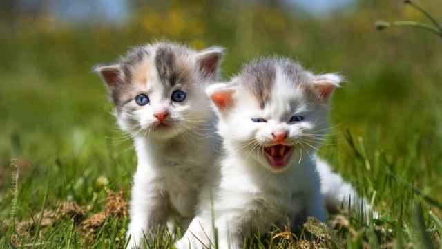 Котята мяукают зовут кошку. Включи этот звук, чтобы привлечь кота, кошку