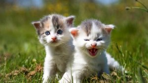 Котята мяукают зовут кошку. Включи этот звук, чтобы привлечь кота, кошку