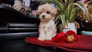 Микро Девочка Мальтипу.