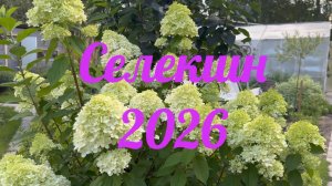 Селекшн гортензия метельчатая, сезон 2026г.