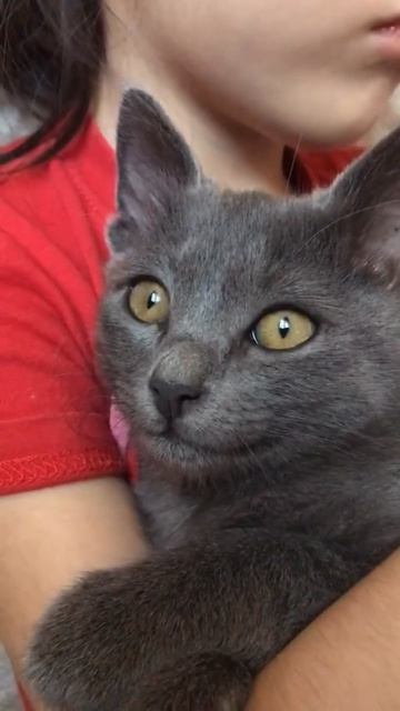 От котенка к мистеру Котэ