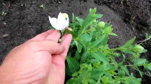 Многолетний цветок платикодон