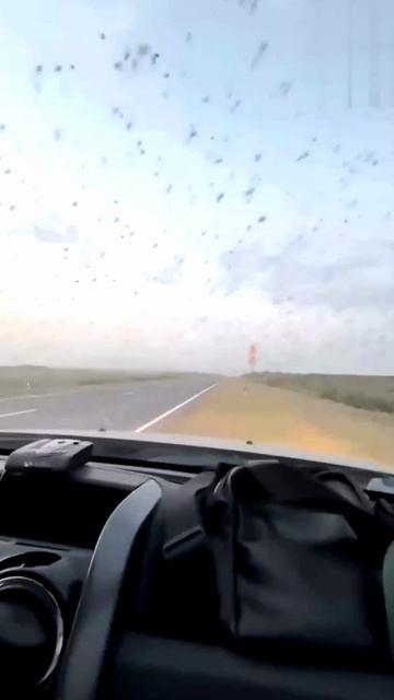 Море саранчи на трассе в Дагестане