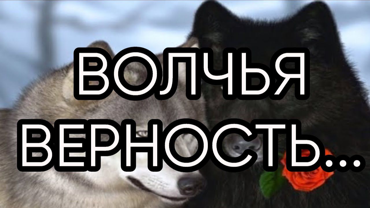 ВОЛЧЬЯ ВЕРНОСТЬ...Мой рассказ...