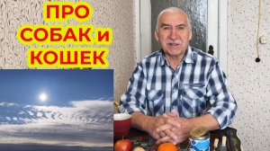 О чём сегодня - про Собак и Кошек