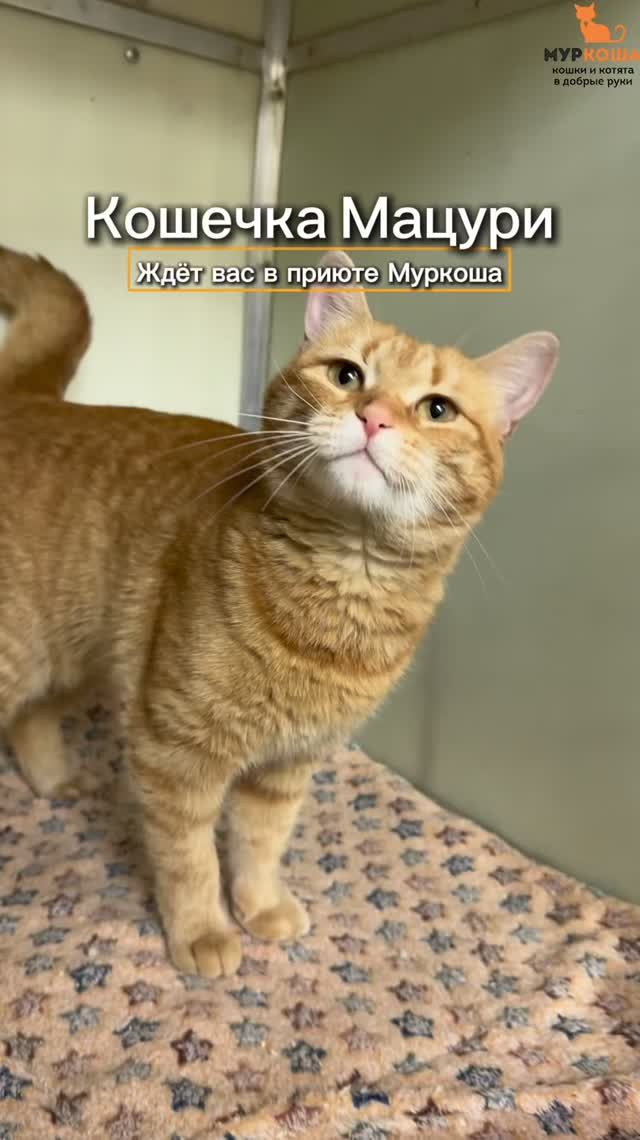 Мацури ждёт вас в приюте #Муркоша