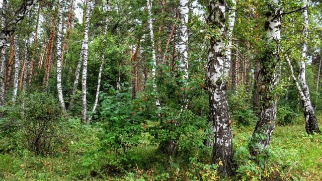 Покатушки по грибы, удачно) Дороги у нас хорошие в Кузбассе!