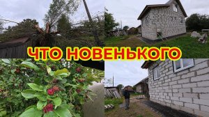 Что Новенького у Андрея на Стройке. Яблоки Гниют на Яблоне