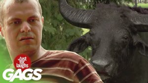 Женщина переодевается в быка, розыгрыш прицепа со сломанным фаркопом #Возвращение в четверг