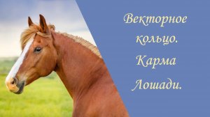 Векторное кольцо. Карма Лошади.