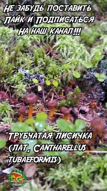 Трубчатая лисичка (лат. Cantharellus Tubaeformis)
