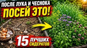 Срочно посейте ЭТО после лука и чеснока! 15 лучших сидератов для восстановления почвы