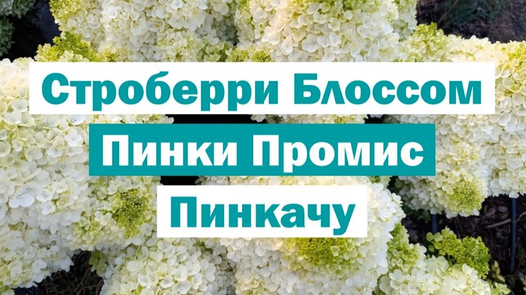 Обзор метельчатых гортензий: СТРОБЕРРИ БЛОССОМ, ПИНКИ ПРОМИС, ПИНКАЧУ