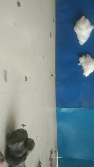 Калаба с исом