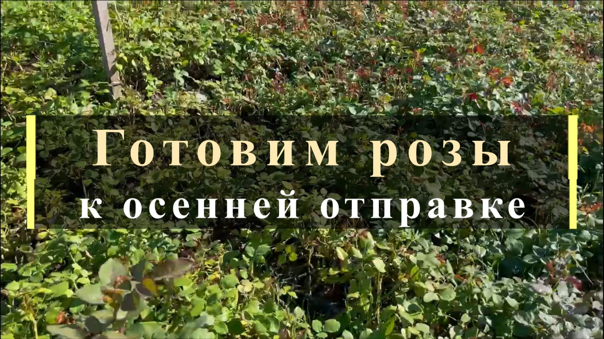 Готовим розы к осенней отправке.