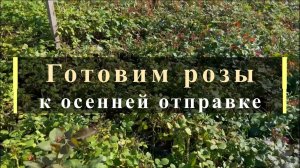 Готовим розы к осенней отправке.