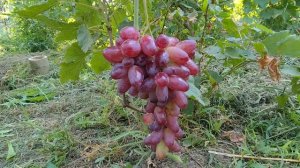 Далило. Очень вкусная,с фруктовыми тонами. Донское Казачество