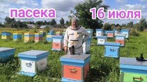 Что-то с маткой, пчёлы выводят новую, в августе. Пчеловодство Владимирской области.