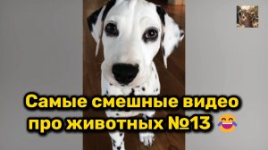 Самые смешные видео про животных №13 😂